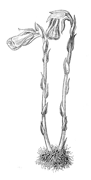 Antique illustration of plants: Monotropa uniflora (ghost plant, ghost pipe, Indian pipe or corpse plant)