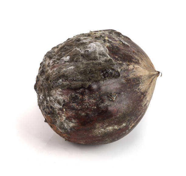 mofado castanhas isoladas em um fundo branco - chestnut nut isolated brown - fotografias e filmes do acervo