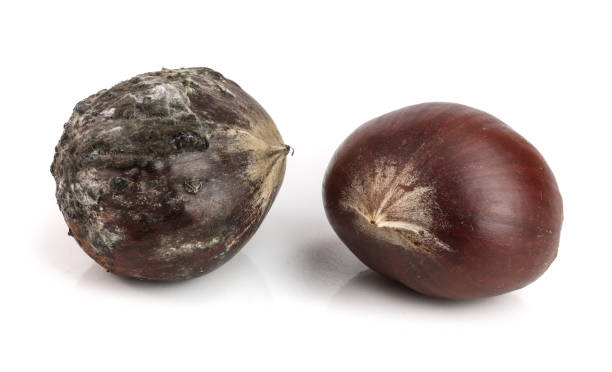 castanhas frescas e mofadas, isoladas em um fundo branco - chestnut nut isolated brown - fotografias e filmes do acervo