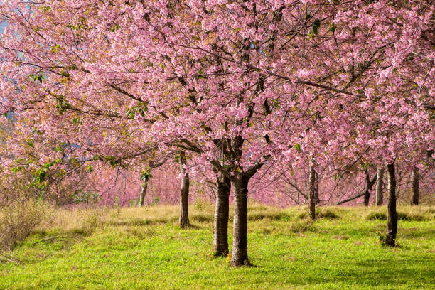 istock Cherry Blossom at National Park 912687934