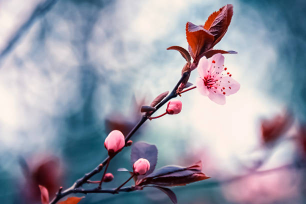 istock Cherry blossoms in France 912689806