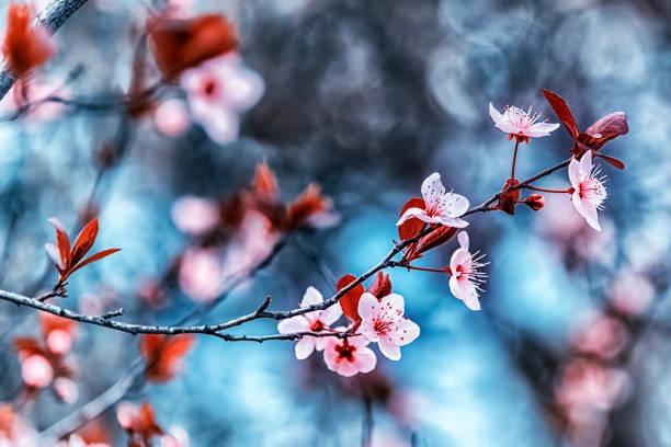 istock Cherry blossoms in France 912689842