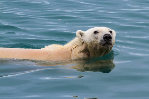 istock scenes of Svalbard 912690130