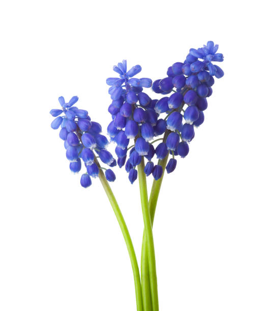 Three flowers of Grape Hyacinth isolated on white background. Three flowers of Grape Hyacinth isolated on white background. grape hyacinth stock pictures, royalty-free photos & images