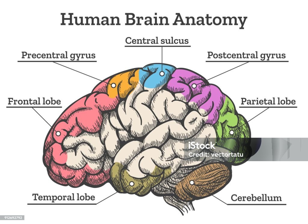 Esquema de anatomía del cerebro humano - arte vectorial de Diagrama libre de derechos