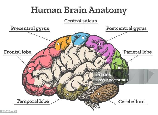 Ilustración de Esquema De Anatomía Del Cerebro Humano y más Vectores Libres de Derechos de Diagrama - Diagrama, Cerebro humano, Parte de un vehículo