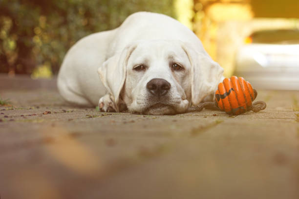 istock cute young dog with toy after a game 912693138