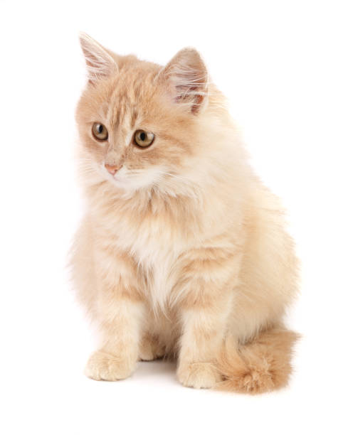 istock Cute little red kitten isolated on white background 912693692