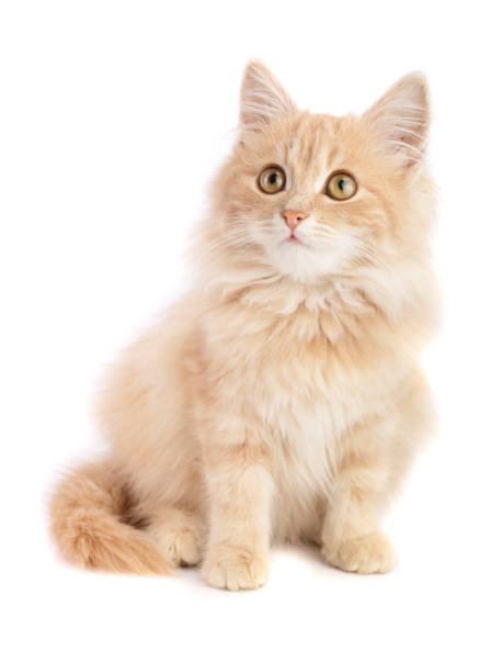 istock Cute little red kitten isolated on white background 912693712