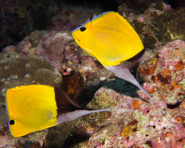 istock Couple of Big Longnose Butterflyfish 912697244