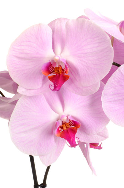 istock Pink orchid close-up 912699716