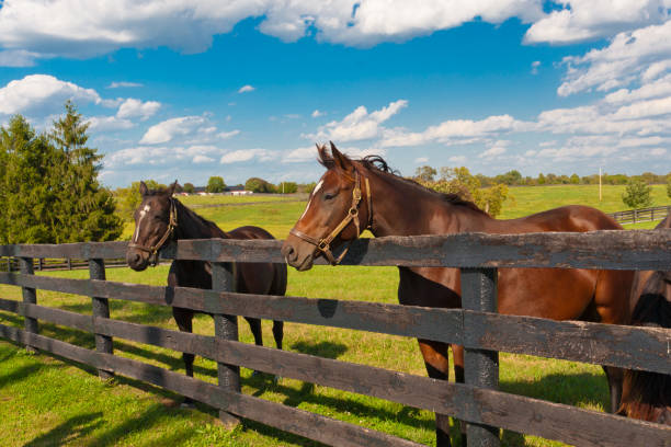 istock Horses at horse farm 912700156