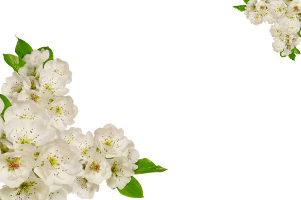 istock Spring greeting card.Pear tree flowers isolated on white.Spring holydays template 912700198