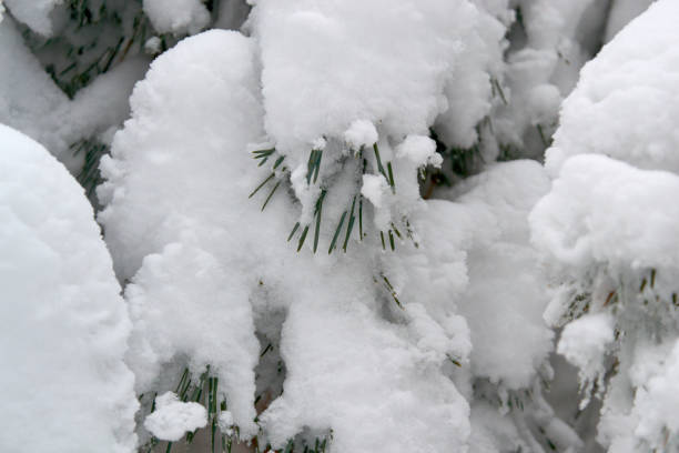 istock douglas fir in the valley 912700734