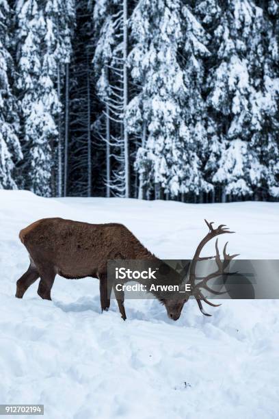 Snowy Winter Landscapes Of Italian Dolomites Stock Photo - Download Image Now - Ancient, Animal Themes, Animal Wildlife