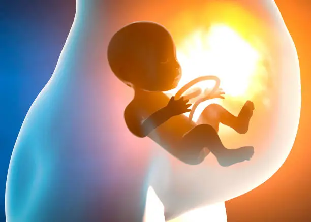 Pregnant woman and child in the womb. Belly section and fetal growth