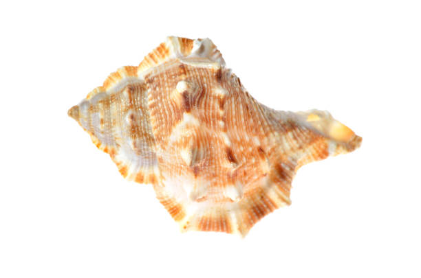 sea mollusc colorfull shell isolated - pacific oyster imagens e fotografias de stock