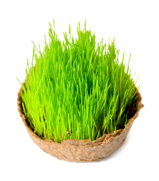 分離した小さなバスケットで新鮮な緑の草 - ground green wheatgrass isolated ストックフォトと画像