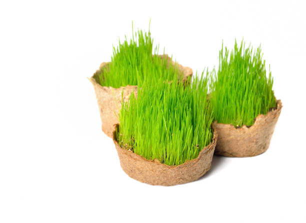 分離した小さなバスケットで新鮮な緑の草 - ground green wheatgrass isolated ストックフォトと画像