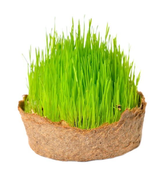 分離した小さなバスケットで新鮮な緑の草 - ground green wheatgrass isolated ストックフォトと画像
