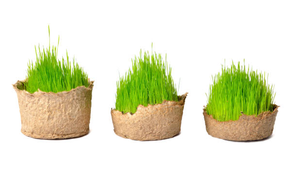 分離した小さなバスケットで新鮮な緑の草 - ground green wheatgrass isolated ストックフォトと画像