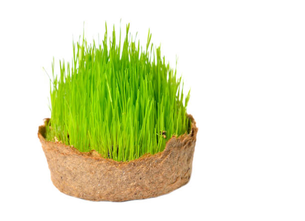 分離した小さなバスケットで新鮮な緑の草 - ground green wheatgrass isolated ストックフォトと画像