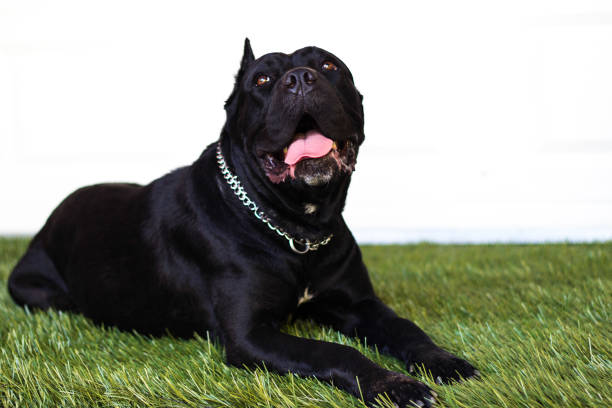 istock Portrait of Cane Corso breed 912712282