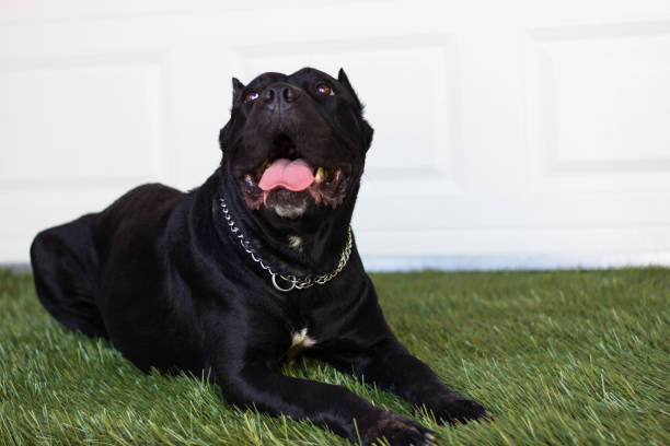 istock Portrait of Cane Corso breed 912712284