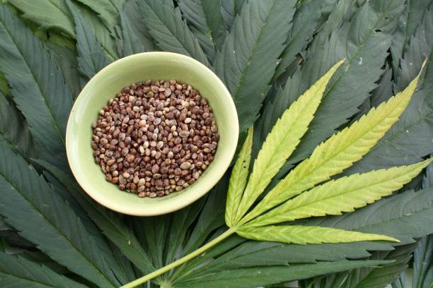 istock Hemp marijuana cannabis seeds on ganja leaves background 912712578