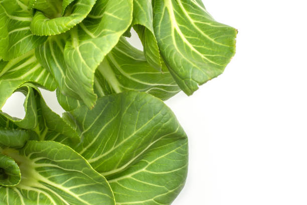 fresh bok choy isolated on white - brassica rapa chinensis imagens e fotografias de stock