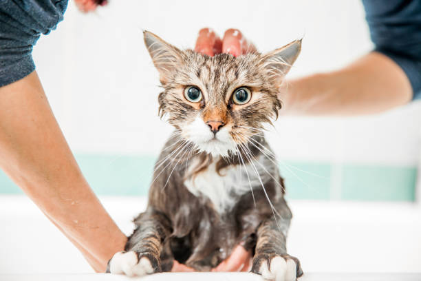 Adult Woman Washing Siberian Cat in Bathtub stock photo