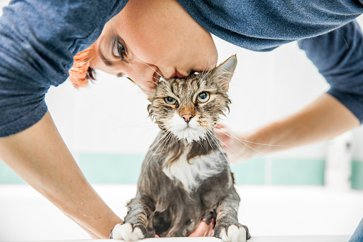 Adult Woman Washing and Kissing a Siberian Cat.