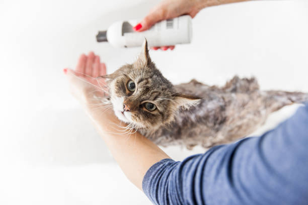 Adult Woman Washing Siberian Cat in Bathtub Adult Woman Washing Siberian Cat in Bathtub. siberian cat photos stock pictures, royalty-free photos & images