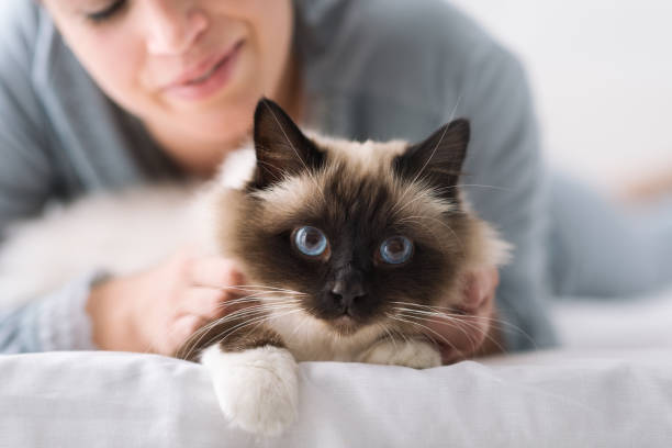 Cuddly cat on the bed Smiling woman lying on the bed and cuddling her soft beautiful cat, pets and lifestyle concept birman photos stock pictures, royalty-free photos & images