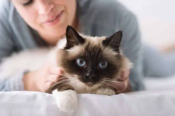 Photo of Cuddly cat on the bed