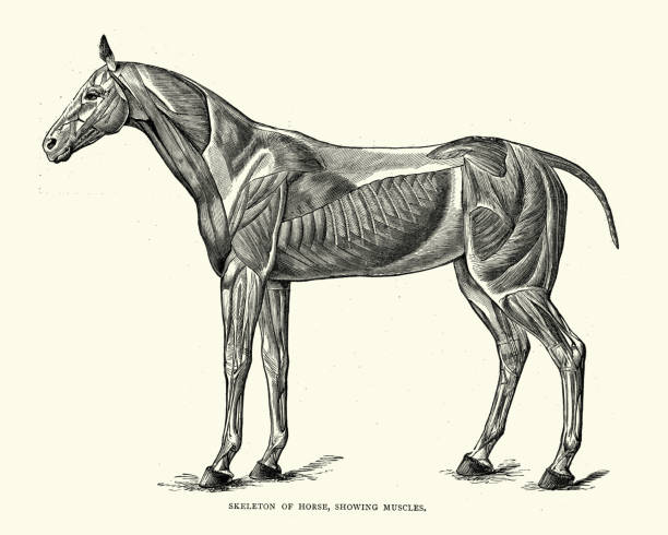 скелет лошади, показывающий мышцы - horse animal skeleton anatomy animal stock illustrations