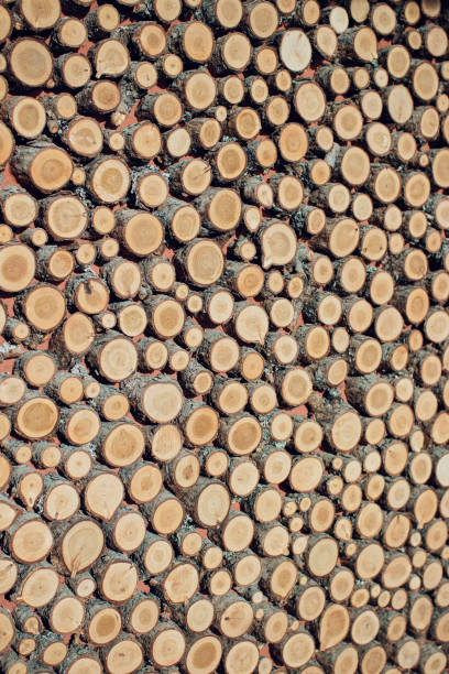 istock Large circular piece of wood cross section with tree ring texture pattern and cracks. Orange and black circular dark pattern. 912724000