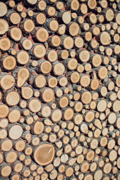 istock Large circular piece of wood cross section with tree ring texture pattern and cracks. Orange and black circular dark pattern. 912724058