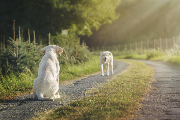 two cute labrador dog puppies on a field during summer