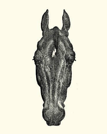 Vintage engraving of a Woodcut engraving of a horses head