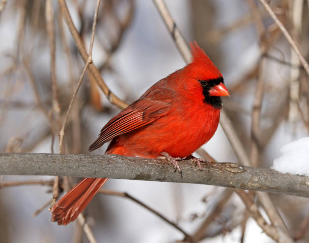 istock Male Northern Cardinal 912726286