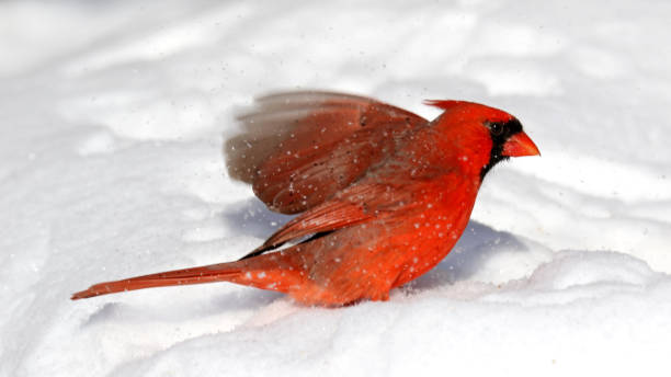 istock Male Northern Cardinal 912726342