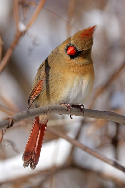 istock Female Northern Cardinal 912726524
