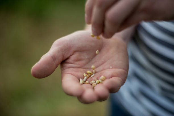 istock Close Up Of Farmer Checking Wheat Crop In Field 912726734