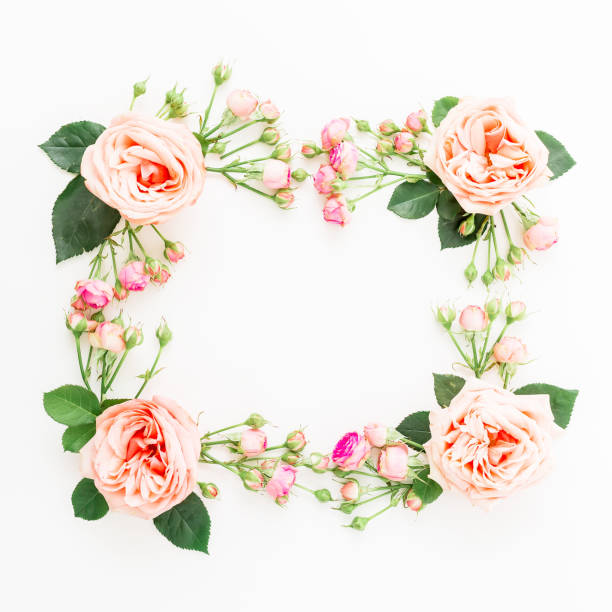 istock Square frame with pink roses isolated on white background. Flat lay, top view. Flowers background. 912726846
