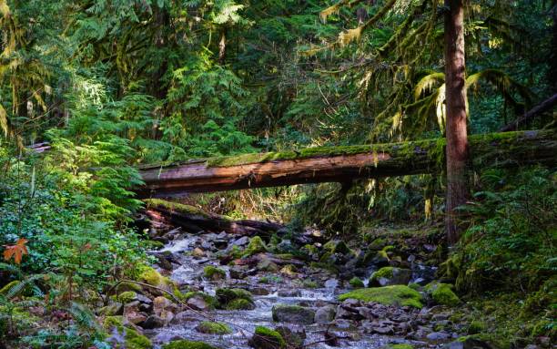 istock Umpqua Forest Wyatt Creek 912727094