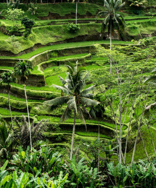istock Morning view of rice terrace 912728228