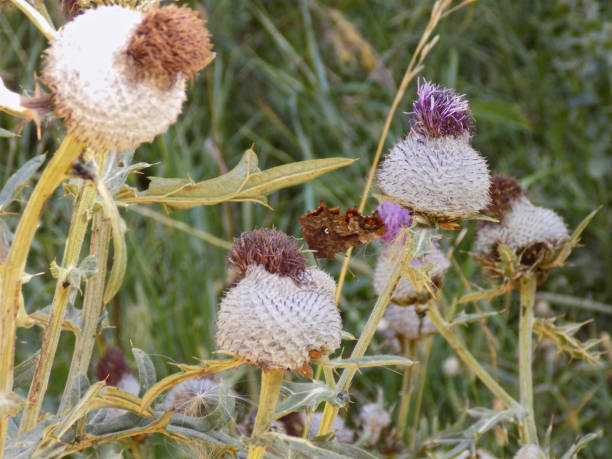 istock Orange butterfly on the Thistle flower head 912729170