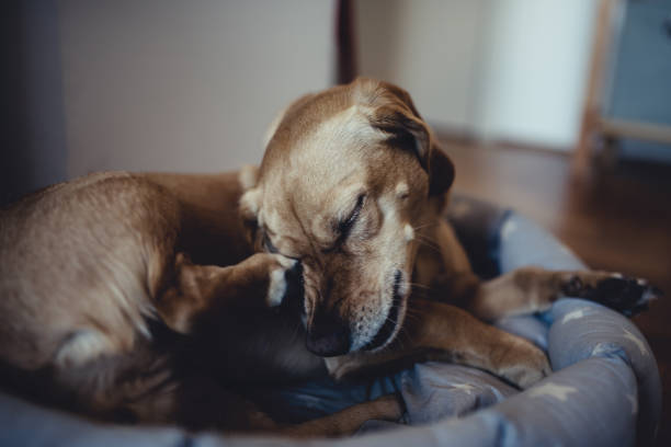 pequeno cão amarelo, coçar a cabeça - tick dog flea pets - fotografias e filmes do acervo