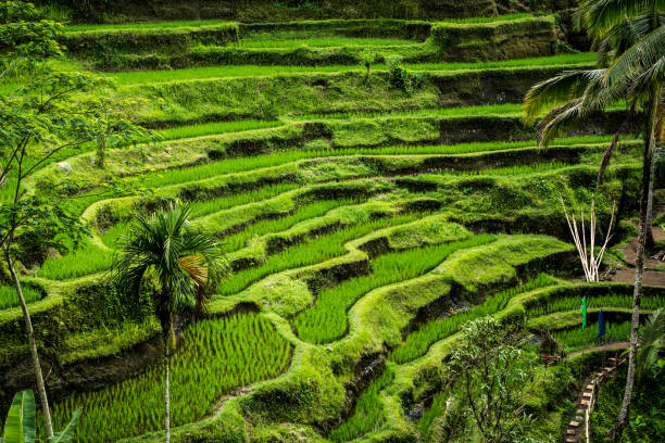 쌀 테라스의 아침 보기 - bali indonesia rice paddy rice 뉴스 사진 이미지